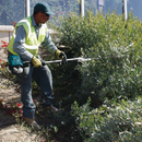 Makita EN5950SH-R 24 in. 25.4 cc MM4 4‑Stroke Engine Double‑Sided Hedge Trimmer Reconditioned